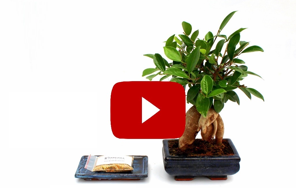 bonsai szoba bonsai es kulteri bonsaj alapanyag es kesz noveny vasarlas rendeles erd marczika bonsai studio hungary bonsai webshop webaruhaz